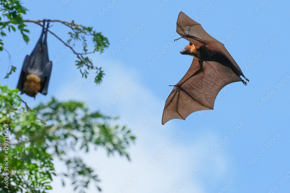 Fototapeta premium The flying fox, a fruit eater, is native to Southeast Asia.