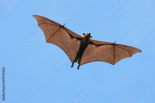 The flying fox, a fruit eater, is native to Southeast Asia.