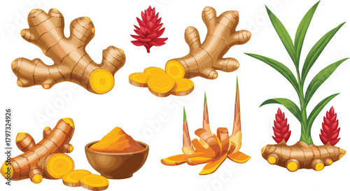 Ginger root, turmeric plant, sliced rhizomes, herbal powder, botanical illustration, medicinal herbs, organic spice, natural remedy, vibrant healing ingredients