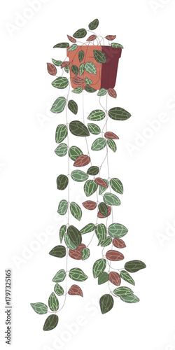 A room plant in a bowl in a flat style. The vector image is highlighted on a white background. For room design and decoration. Senecio rowleyanus