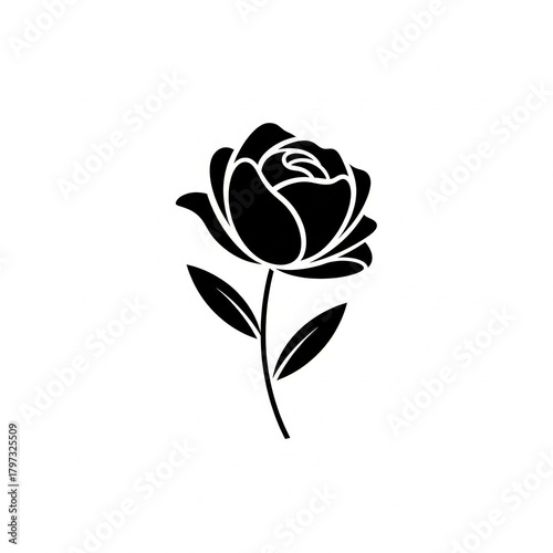 rose vector illustration