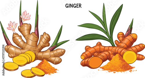 Ginger root, turmeric root, herbal illustration, spice powder, sliced ginger, sliced turmeric, botanical drawing, healing herbs, culinary ingredients, comparison