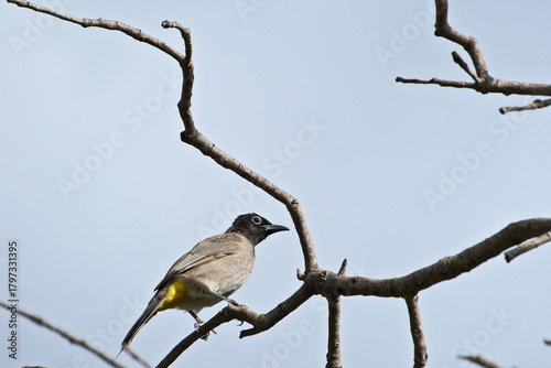 Vászonkép The white-spectacled bulbul (Pycnonotus xanthopygos), single bird on branch, Ant