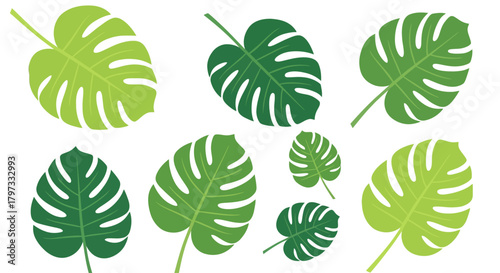 Illustration of various green Monstera leaves in different sizes and orientations on a white background.