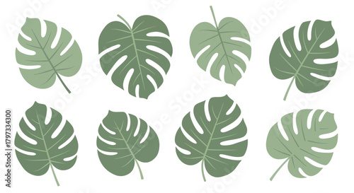 A collection of eight Monstera deliciosa leaves, each with its characteristic fenestrations, arranged on a white background.