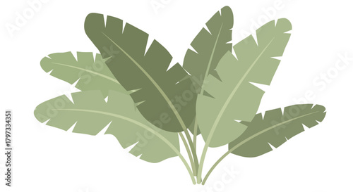 Illustration of a cluster of banana leaves, light green, tropical foliage.
