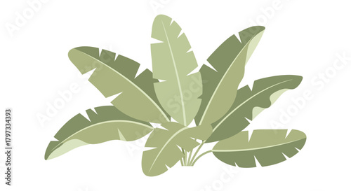 Illustration of a banana plant with large, green leaves, creating a tropical or exotic feel.