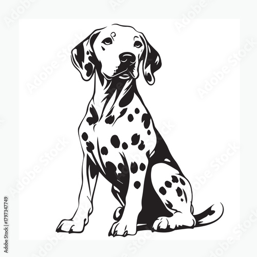 Dalmatian dog on white