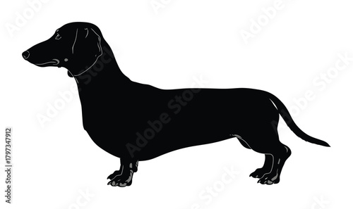 Dachshund dog breed silhouette illustration pet animal wiener dog art eps