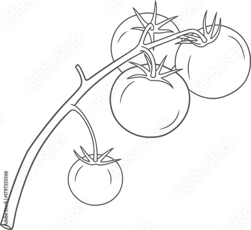 Simple line drawing of fresh tomatoes on a vine, vector outline art