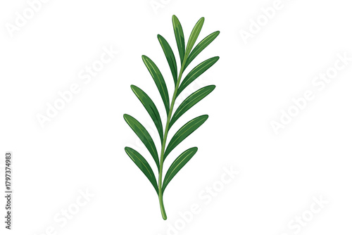 Fresh green rosemary herb sprig isolated on a white background for cooking and seasoning