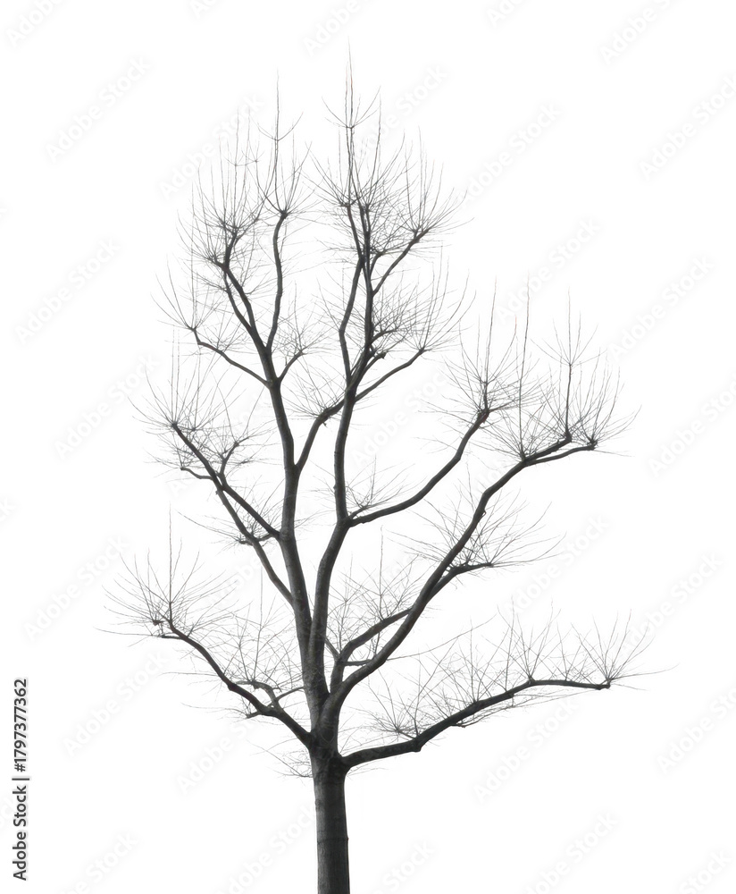 Fototapeta premium Frosted pine branches against black isolated on a transparent background