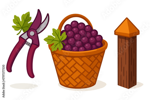 Fresh harvest of purple grapes in a wicker basket with pruning shears and vineyard stake