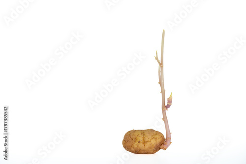 One Sprouted Potato on a White Background – Old Vegetables with Long Shoots