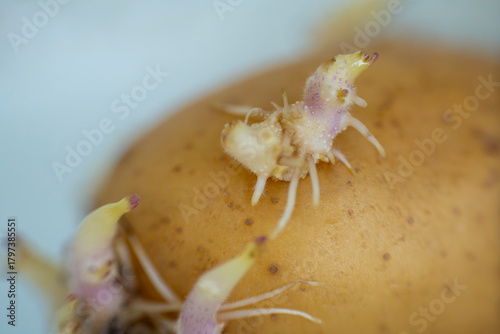 Close-up of an Potato Sprout – Old Vegetables with Long Shoots, Wrinkled Skin