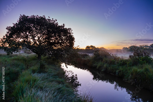 Solitary Tree by the River at Misty Dawn, Itchenor, West Sussex, UK