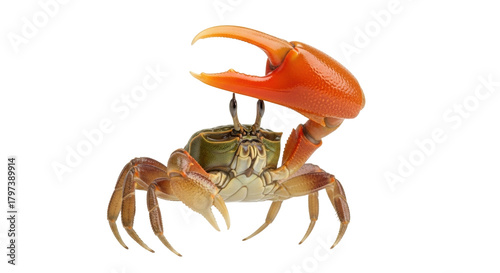 Canvas Print Isolated fiddler crab with large claw in a defensive posture, a crustacean on it