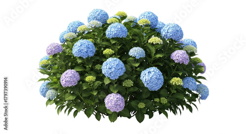 Isolated hydrangea shrub with blue and purple flowers, natural decoration for landscape designs