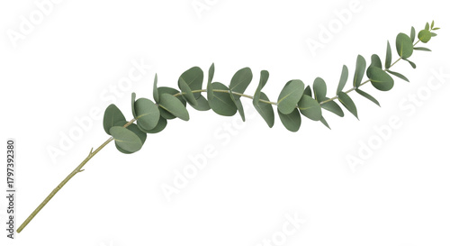 Isolated Eucalyptus branch with round leaves, evergreen foliage, aromatic plant, herbal decor