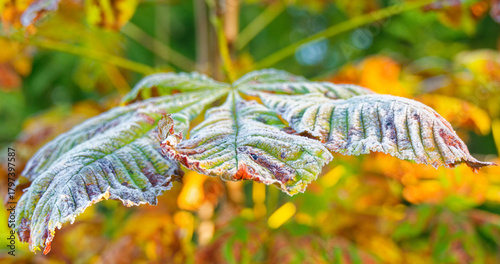 Frost-bitten leaves of a horse-chestnut.