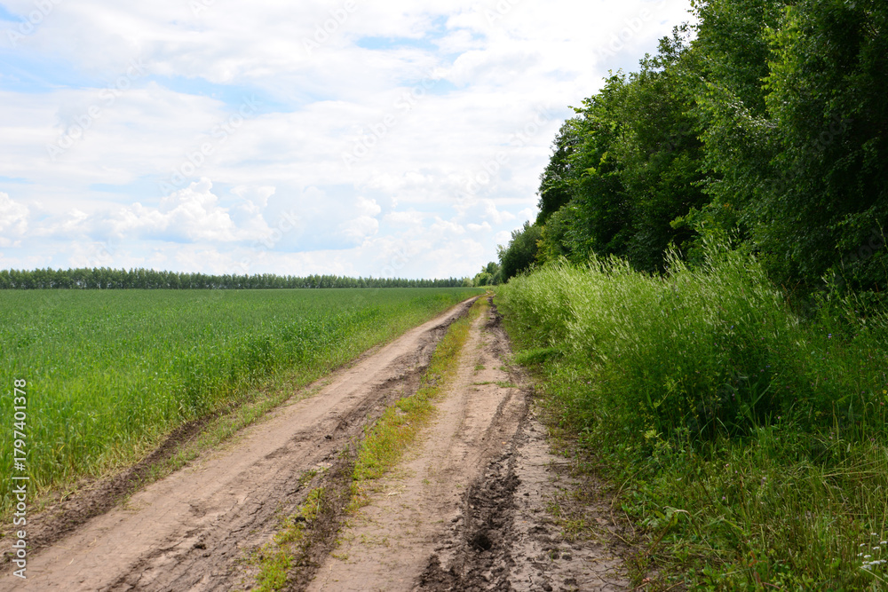 Fototapeta premium Dirt Road Through Green Fields and Forest Under a Cloudy Sky copy space
