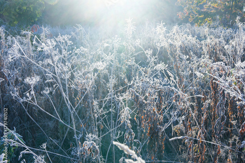Frost-bitten meadow.