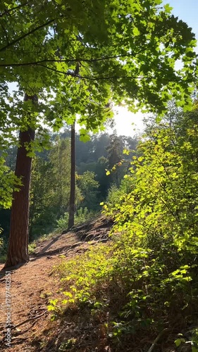 Sunset in the autumn forest