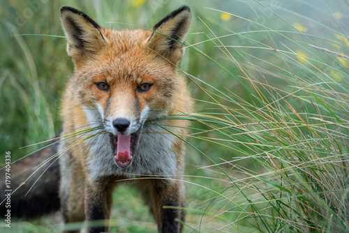 Red fox in the grass, making facess