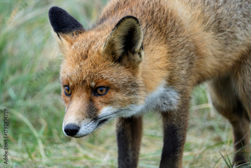 Red fox portrait, full focus