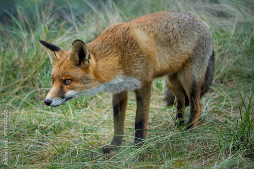 Red young male fox in the wild