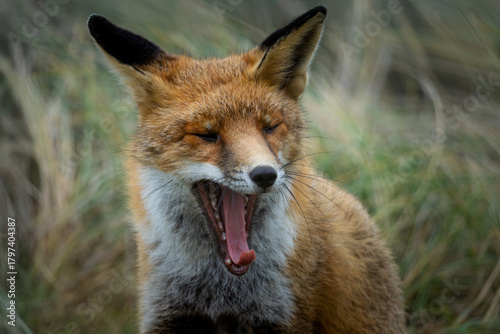Red fox in the wild, yawning