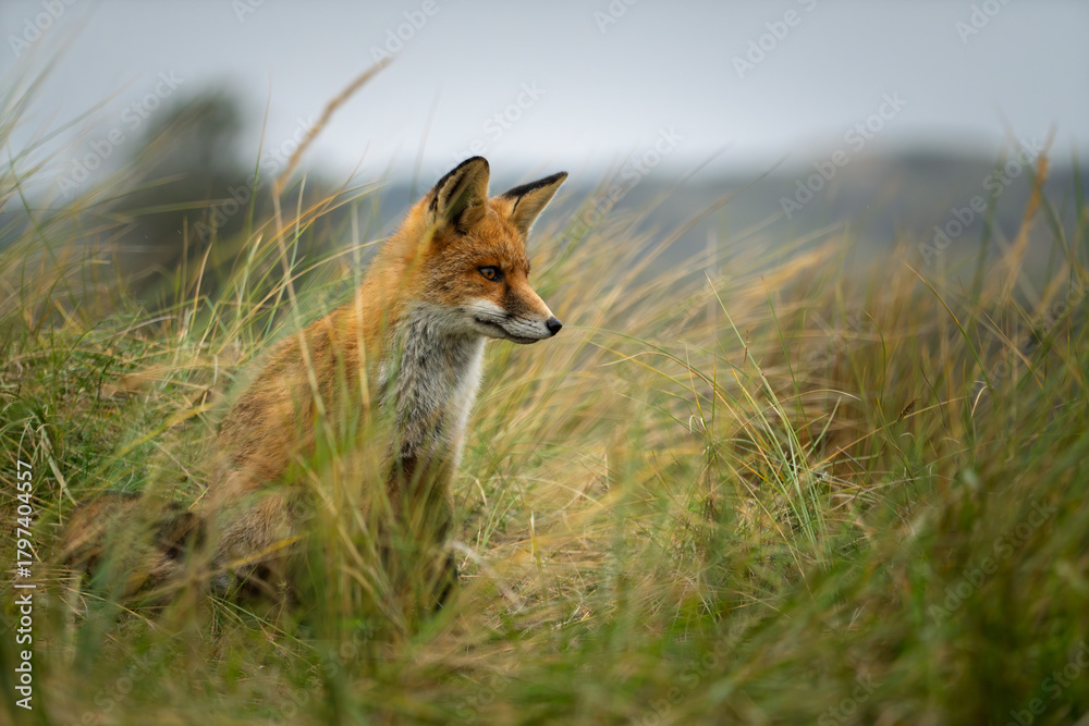 Obraz premium Fox in the wild grass