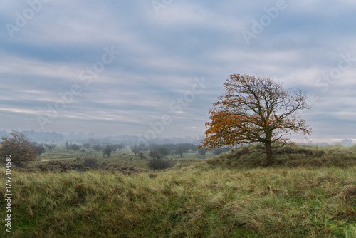 Autumn tree in the field