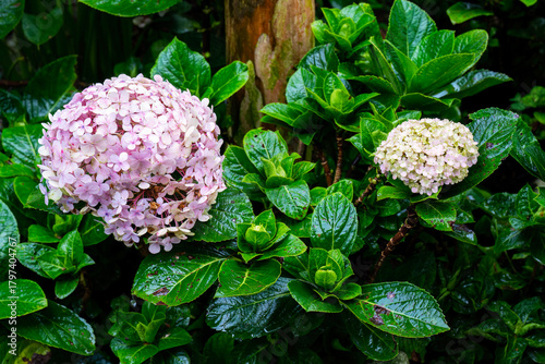 Two-Toned Bigleaf Hydrangea (Hydrangea macrophylla) Blooming in a Garden