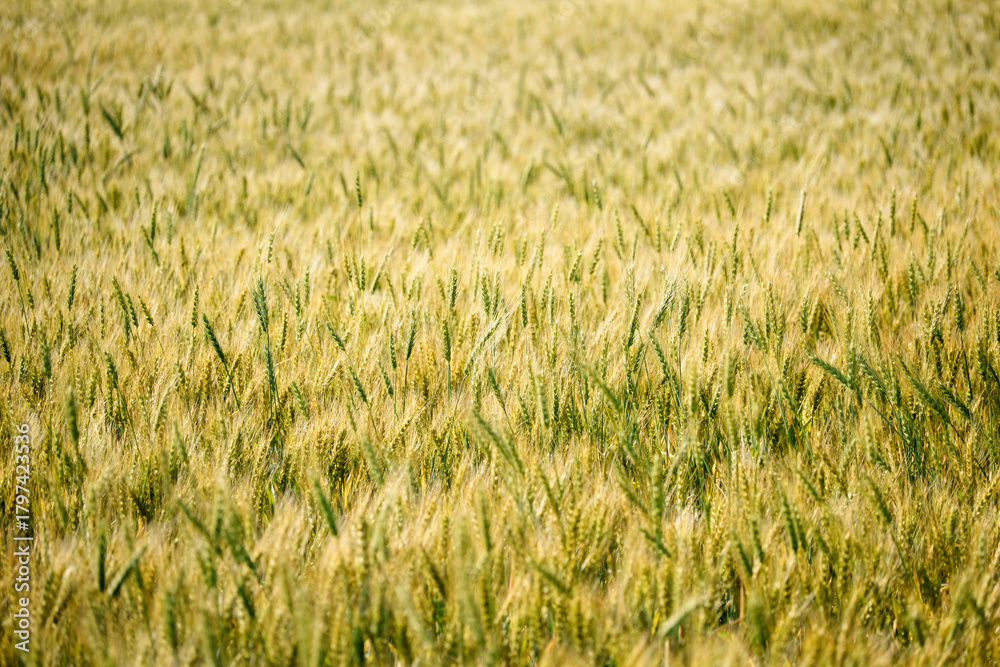 Fototapeta premium 黄金色に実る美瑛の麦畑（北海道の農業風景）