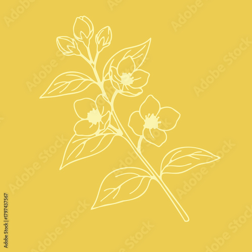 beauty-flower. Jasmine. vector. doodle. Art. Yellow