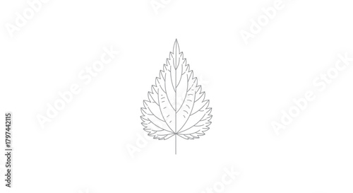 Lobed serrated leaf outline line drawing vector illustration