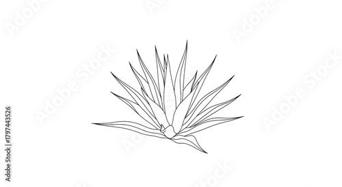 Agave plant line art vector illustration