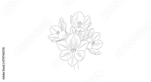 Lily amaryllis flower cluster line drawing vector illustration