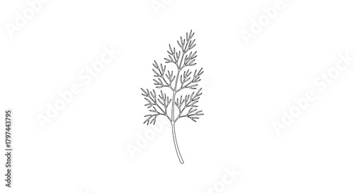 Feathery dissected leaf line drawing vector illustration