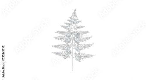 Fern frond line drawing vector illustration
