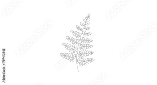 Fern frond outline sketch vector illustration
