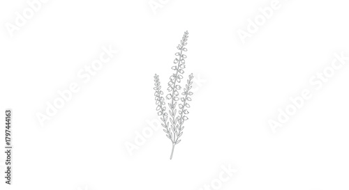 Flowering plant stem outline vector illustration