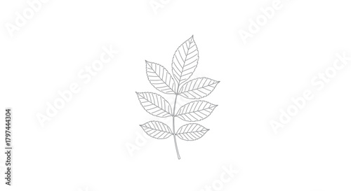 Pinnately compound leaf line drawing vector illustration