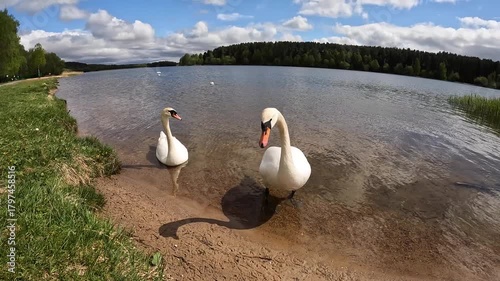 A pair of swans on a pond.