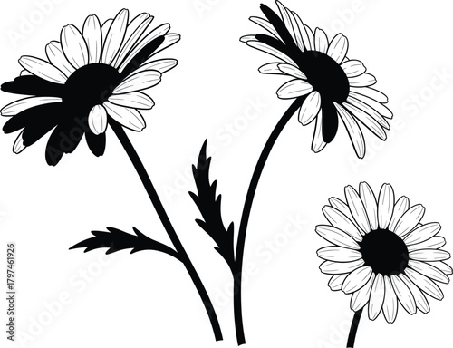 Black and white silhouette of daisy-style flowers with long stems and leaves for botanical art, floral design, and vector illustration.
