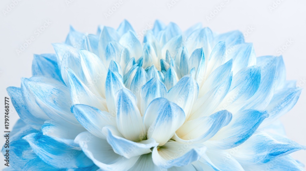 Fototapeta premium Soft aqua dahlia bloom captured in close-up against a clean white backdrop, highlighting its layered petal texture.