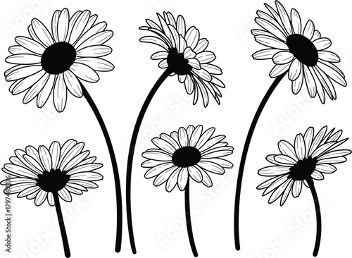  Black and white silhouette of six daisy-style flowers with long stems and petals for botanical art, floral design, and illustration.
