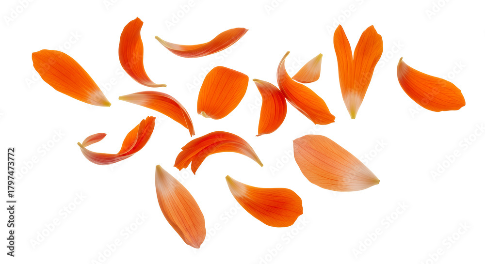 Fototapeta premium Scattered Orange Petals A Vibrant Collection Isolated on a Clean White Background