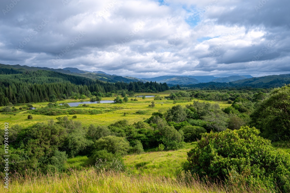 Fototapeta premium Panoramic view of a rewilded valley showcasing diverse ecosystems
